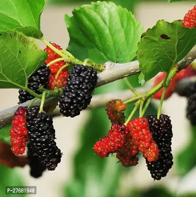 Zomoloco Mulberry Fruit Plant A11 Shahtootmulbe-thumb0