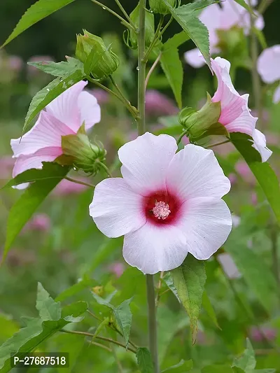 Zomoloco Hibiscus Whitecf30019 Hibiscus Plant-thumb0