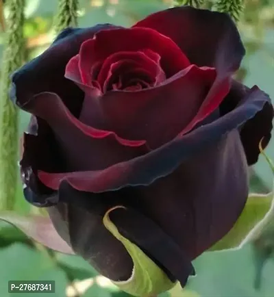 Zomoloco Unique Black Rose Plant Cf50008 Rose Pl-thumb0