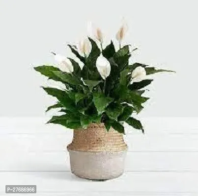 Zomoloco Peace Lily Or Spathiphyllum Live Plant Wh