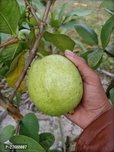 Zomoloco Thai Dwarf Variant Guava Live Plantclou