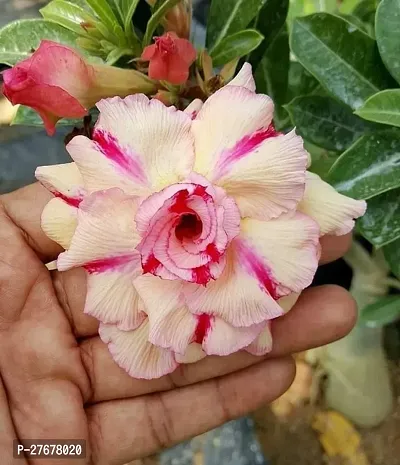 Zomoloco Flower Gardening Adenium Plant-thumb0