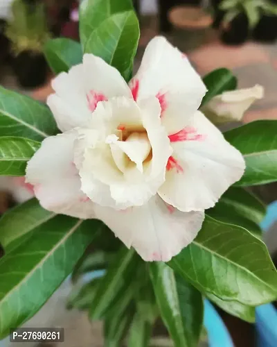 Zomoloco Air Layered Adenium Plant Live Plant Cf3