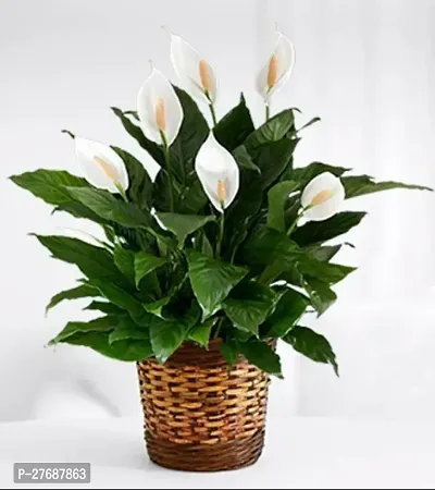 Zomoloco Peace Lily Or Spathiphyllum Live Plant Wh