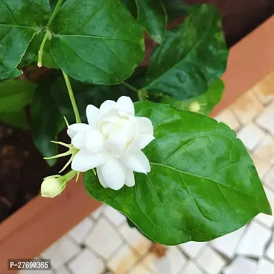 Zomoloco Arabian Jasmine Double Petal Live Flower-thumb0