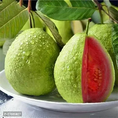 Zomoloco Taiwan Pink Guava Plant Guava Plant-thumb0