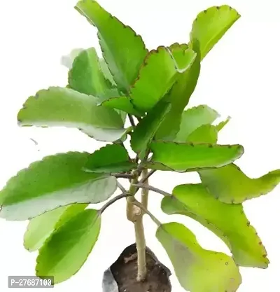 Zomoloco Live Patharchattabryophyllum Pinnatummi-thumb0