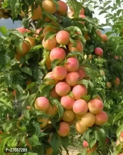 Zomoloco Exotic Live Grafted Plum Aalu Bukharaal