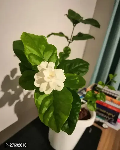 Zomoloco Arabian Jasmine Double Petal Live Flower-thumb0