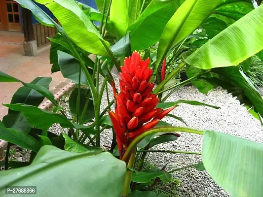 Zomoloco Live Plant Rare Dwarf Musa Red Banana Bar