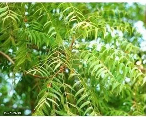 Zomoloco Neem Plantneem Neem Plant-thumb0