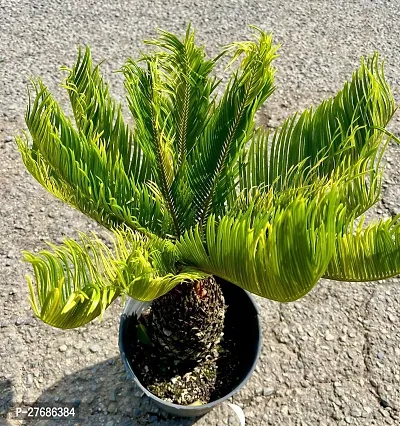 Zomoloco Cycas Revoluta Plant Live Plant Cf97 Cy-thumb0