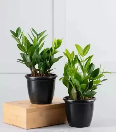 Limited Stock!! Plant & Planters 