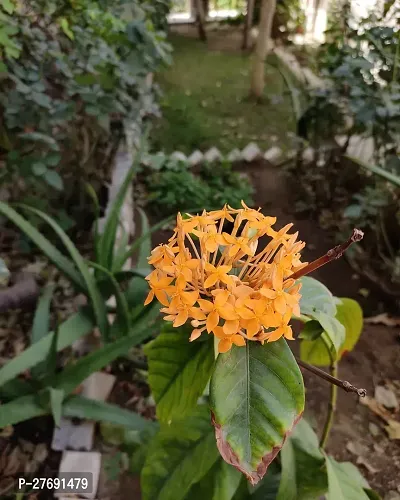 Zomoloco Trothic Ixora Chethi Yellow Plant Live Fl