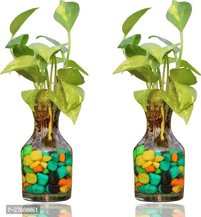 Zomoloco Combo Money Plant In Potpourie Glass Vase-thumb0