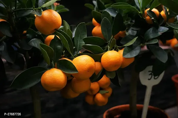 Zomoloco Live Dwarf Orange Plant Tangerine Santra-thumb0