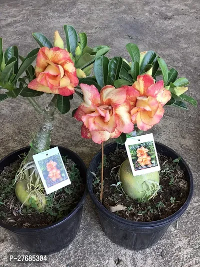 Zomoloco Air Layered Adenium Desert Roses Orange-thumb0