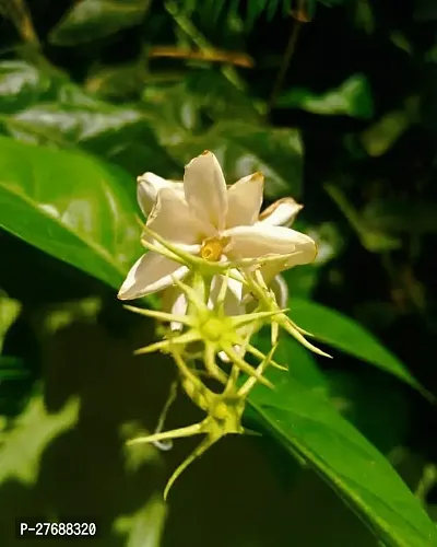 Zomoloco Arabian Jasmine Double Petal Live Flower-thumb0