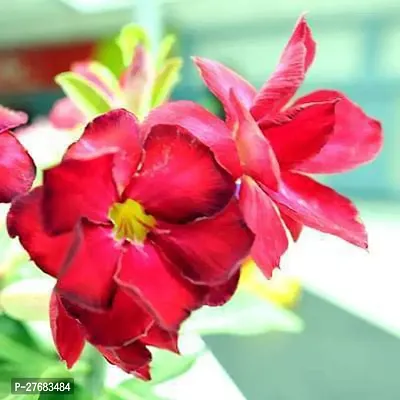 Zomoloco Adenium Plant Desert Rose Red Double-thumb0