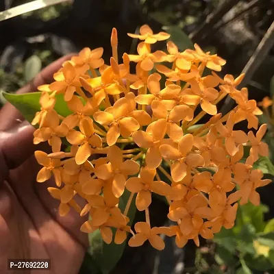 Zomoloco Trothic Ixora Chethi Yellow Plant Live Fl-thumb0