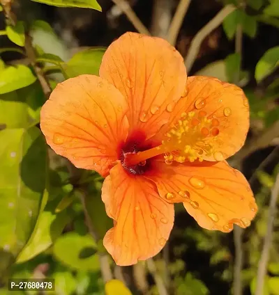 Zomoloco Hibiscus Hybrid Live Flower Plant Disha