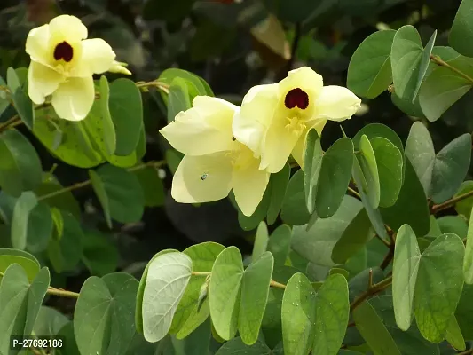 Zomoloco Kanchan Bauhinia Acuminata Yellow Live-thumb0