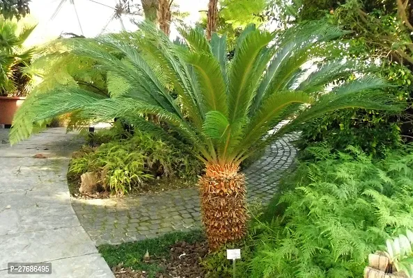 Zomoloco Cycas Revoluta Plant Live Plant Cf32 Cy