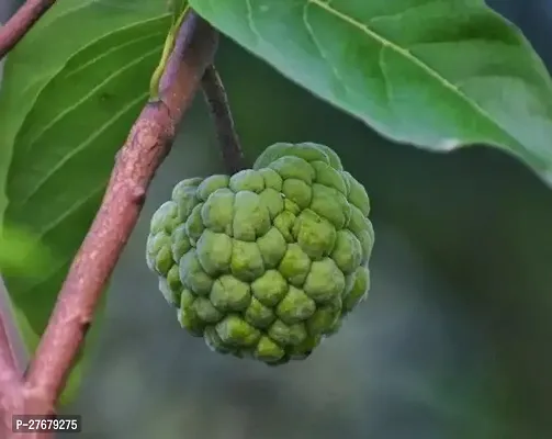 Zomoloco Custard Apple Live Plant Disha309056 C