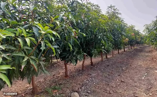 Zomoloco Mango Plant Growing mango plant-thumb0