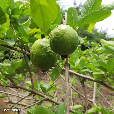 Zomoloco Air Layered Hybrid Banarasi Variant Guava