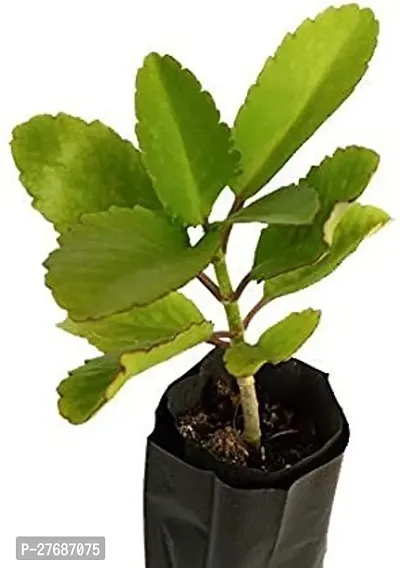 Zomoloco Live Patharchattabryophyllum Pinnatummi-thumb0