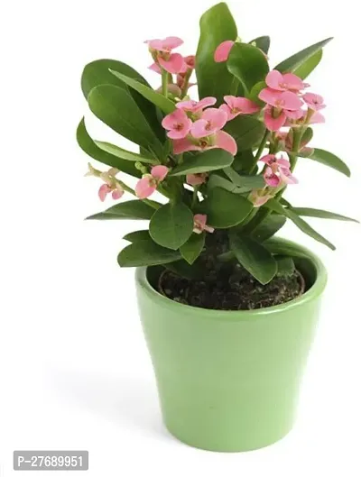 Zomoloco Euphorbia Mili Crown Of Thorns Live Flow