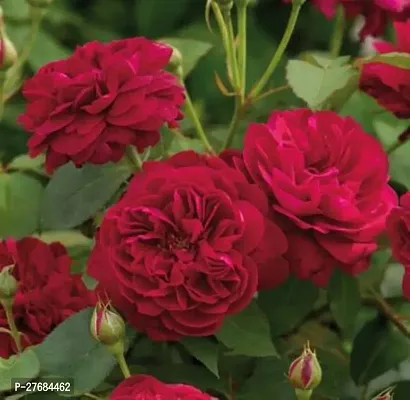 Zomoloco Red Rose Rose Plant-thumb0