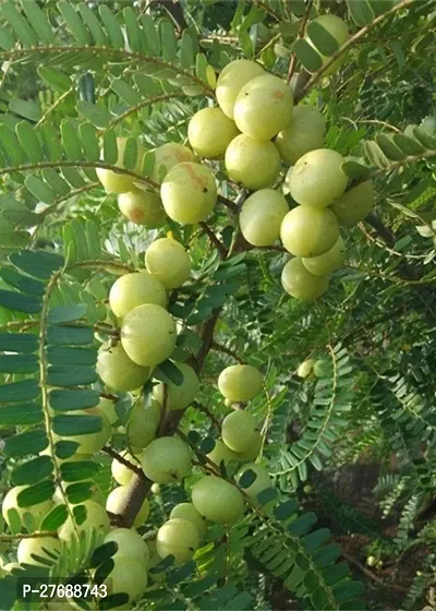 Zomoloco Amlaamlakiindian Gooseberry Big Fruit-thumb0