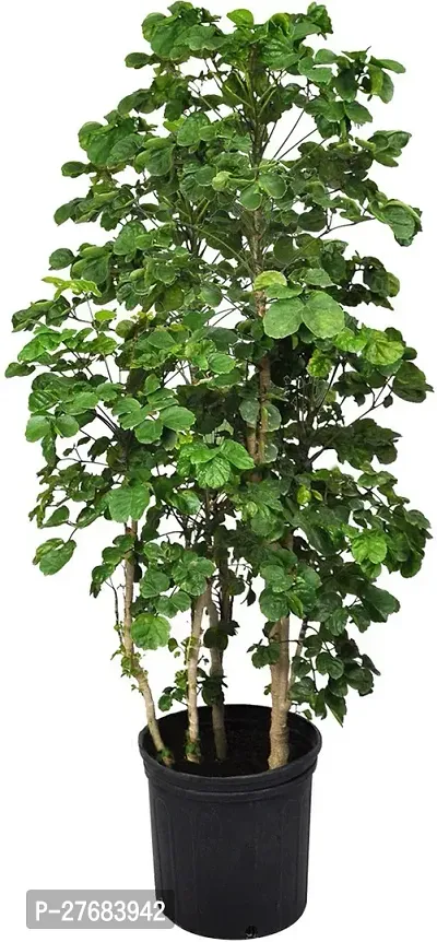 Zomoloco Aralia Plant 75751 Aralia Plant-thumb0