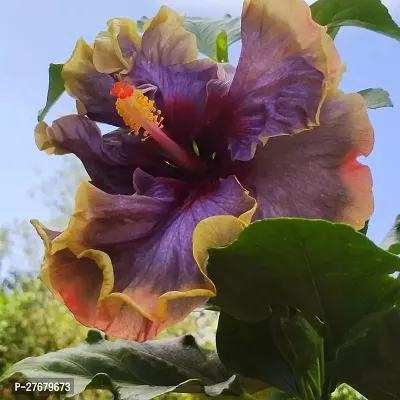 Zomoloco Hibiscus Hybrid Live Flower Plant Disha-thumb0