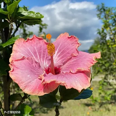 Zomoloco Hibiscus Hybrid Live Flower Plant Cf4243