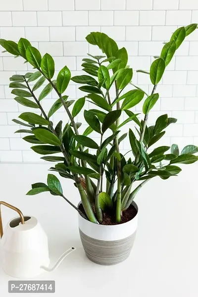 Zomoloco Live Air Purifying Indoor Zz Zamioculcas