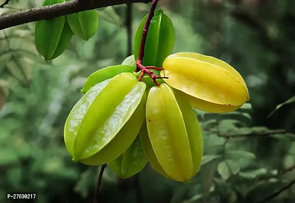 Zomoloco Rare Star Fruit Grafted Live Plant Cf048-thumb0