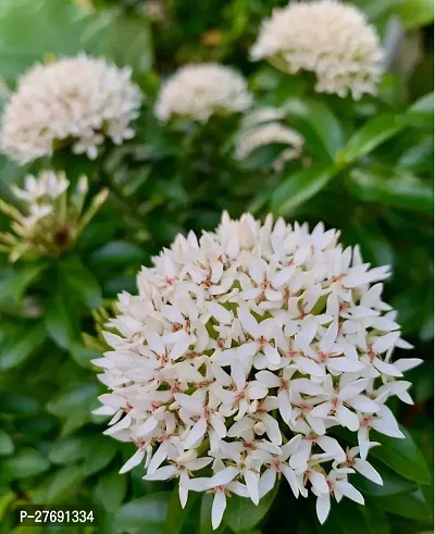 Zomoloco Trothic Ixora Chethi White Plant Live Flo-thumb0