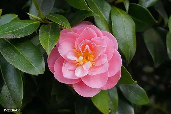 Zomoloco Pink Camellia Healthy Flower Plant For Ho