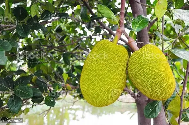 Zomoloco Jn01 Jack Fruit Plant