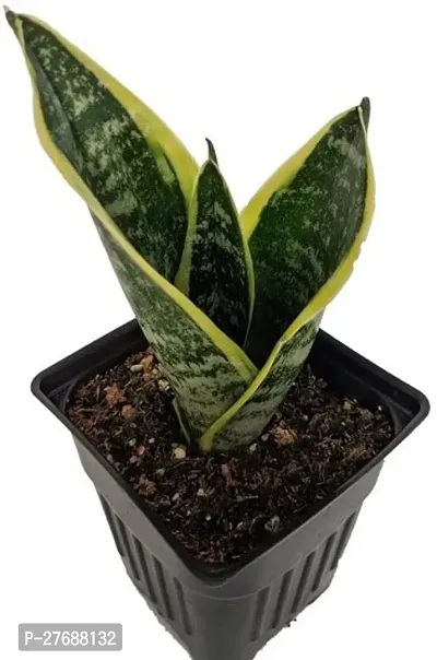 Zomoloco Snake Plant For Home Decorations Best For