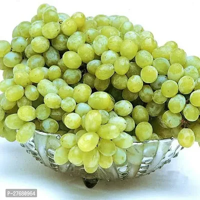 Zomoloco C1101 Grapes Plant-thumb0