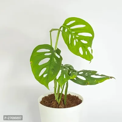 Zomoloco Broken Heart Indoor Plant With Air Purify-thumb0