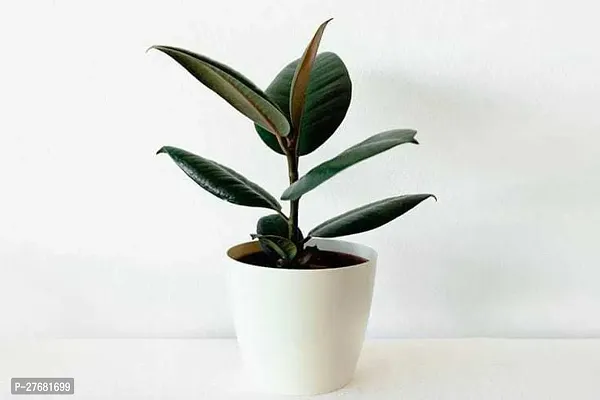 Zomoloco Rri01 Rubber Tree-thumb0