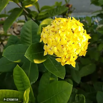 Zomoloco Trothic Ixora Chethi Yellow Plant Live Fl-thumb0