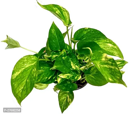 Zomoloco Money Plant Indoor Plant With Air Purifyi