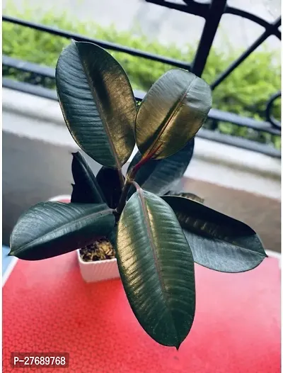 Zomoloco Live Rubber Plant Black Prince Rubber P