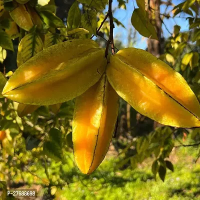 Zomoloco Rare Star Fruit Grafted Live Plant Cf037-thumb0